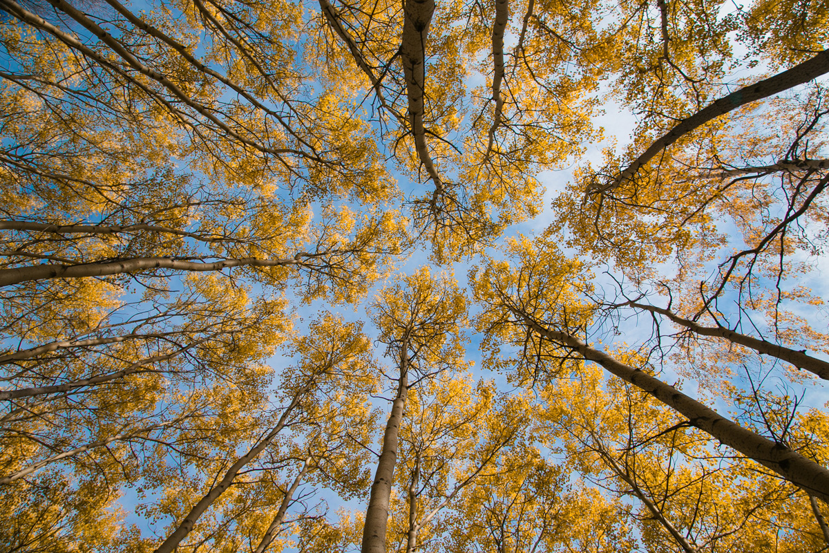 Осенний лес, фототуры на Байкал
